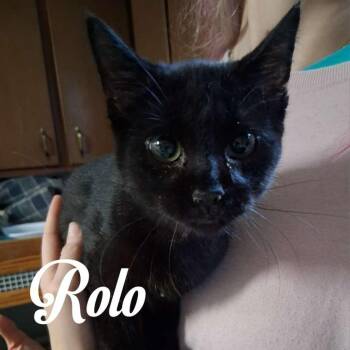 Rolo -  Domestic Short Hair Cat for Adoption in Hillsboro, Ohio - Rolo | PetCurious