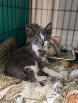 Rescue Domestic Short Hair Cats for Adoption in Chicago, Illinois - Stormy | PetCurious
