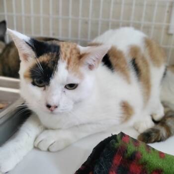 Rescue Domestic Short Hair Cats for Adoption in Medford, Oregon - Avery | PetCurious