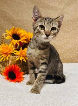 Rizz -  Domestic Short Hair Cat for Adoption in Groveland, Massachusetts - Rizz | PetCurious