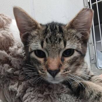 Andy -  Domestic Short Hair Cat for Adoption in Springtown, Texas - Andy | PetCurious