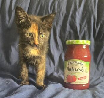 Jelly -  Domestic Short Hair Cat for Adoption in Union Grove, Wisconsin - Jelly | PetCurious