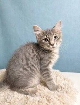 KITTEN GHOST -  Tabby Cat for Adoption in Franklin, Tennessee - KITTEN GHOST | PetCurious