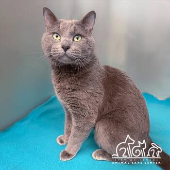 Domestic Short Hair Cats Available for Adoption in Irvine, California - ROWAN | PetCurious