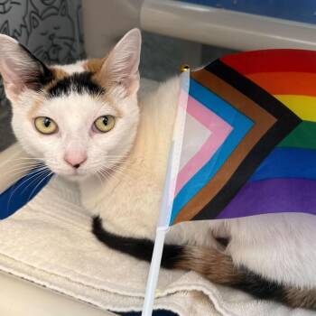 Shilo -  Domestic Short Hair Cat for Adoption in Chicago, Illinois - Shilo | PetCurious
