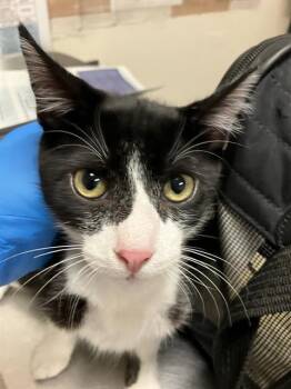 EBONY -  Domestic Short Hair Cat for Adoption in Long Beach, California - EBONY | PetCurious