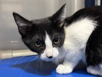 Domestic Short Hair Cats Available for Adoption - Bounce | PetCurious