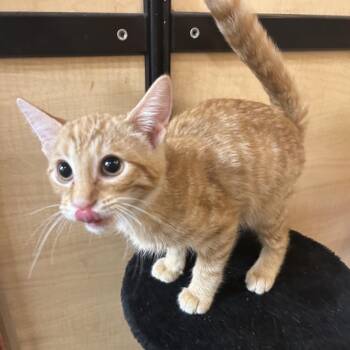 Mack -  Domestic Short Hair Cat for Adoption in Hemet, California - Mack | PetCurious