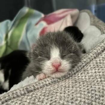 Rescue Domestic Short Hair Cats for Adoption in Jacksonville, Oregon - Hoagie | PetCurious