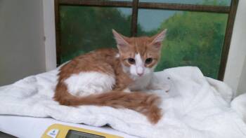 ZACKARY -  Domestic Long Hair and Domestic Short Hair Cat for Adoption in Houston, Texas - ZACKARY | PetCurious