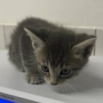 Tiberius -  Domestic Medium Hair Cat for Adoption in St. Louis, Missouri - Tiberius | PetCurious
