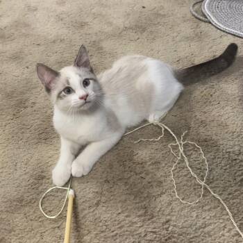 Cajun -  Domestic Short Hair and Siamese Cat for Adoption in Alexandria, Louisiana - Cajun | PetCurious