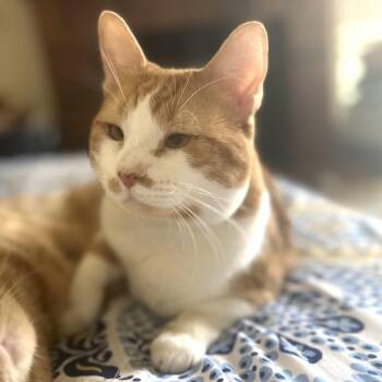 Bonifacio -  Domestic Short Hair Cat for Adoption in Midland, Texas - Bonifacio | PetCurious