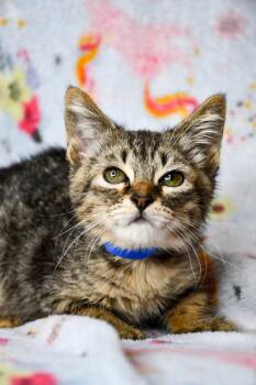 Felix -  Domestic Short Hair Cat for Adoption in Yakima, Washington - Felix | PetCurious