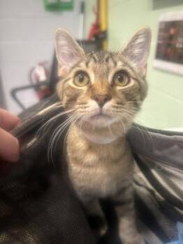 Angel -  Domestic Short Hair Cat for Adoption in Cincinnati, Ohio - Angel | PetCurious