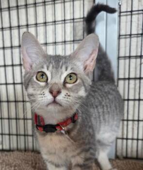 Gisela -  Tabby and Domestic Short Hair Cat for Adoption in Las Cruces, New Mexico - Gisela | PetCurious
