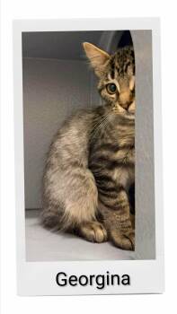 Georgina -  Domestic Short Hair Cat for Adoption in Caistor Centre, Ontario - Georgina | PetCurious