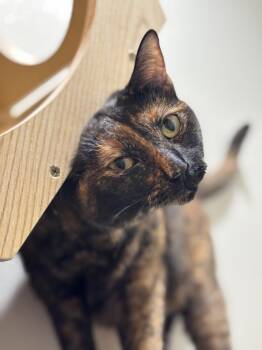 Baby Gworl -  Domestic Short Hair Cat for Adoption in Dallas, Texas - Baby Gworl | PetCurious