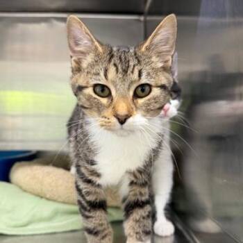 Domestic Short Hair Cats Available for Adoption in Cumming, Georgia - Silas | PetCurious