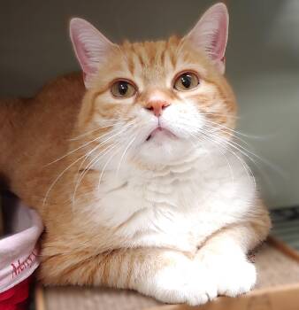 Rescue Domestic Short Hair Cats for Adoption in Belmont, New York - Miss Kitty | PetCurious