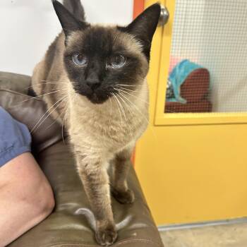 Minnie Mouse -  Siamese Cat for Adoption in Maple Ridge, British Columbia - Minnie Mouse | PetCurious