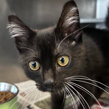 Chicago -  Domestic Short Hair Cat for Adoption in Chicago, Illinois - Chicago | PetCurious