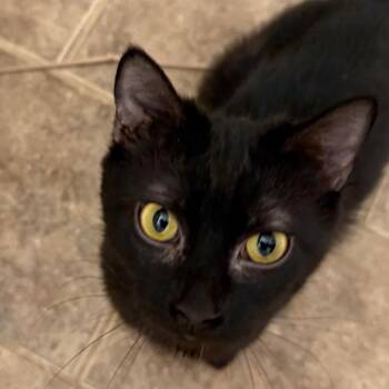 Domestic Short Hair Cats Available for Adoption - Luna | PetCurious