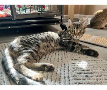 Rescue Domestic Short Hair Cats for Adoption in Grovetown, Georgia - Nigel | PetCurious