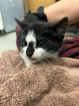 Domestic Short Hair Cats Available for Adoption - GOLD | PetCurious