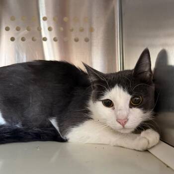 Mama Nurse Jackie -  Domestic Short Hair Cat for Adoption in Denver, Colorado - Mama Nurse Jackie | PetCurious