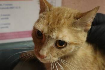CHICKADEE -  Domestic Short Hair Cat for Adoption in Columbia, South Carolina - CHICKADEE | PetCurious