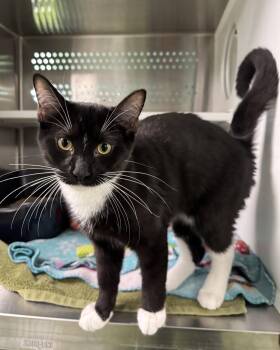 Heihei -  Domestic Short Hair Cat for Adoption in Seneca, Pennsylvania - Heihei | PetCurious