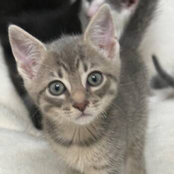 Astro 2 -  Domestic Short Hair Cat for Adoption - Astro 2 | PetCurious