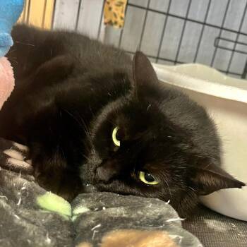 Calliope -  Domestic Short Hair Cat for Adoption in North Myrtle Beach, South Carolina - Calliope | PetCurious