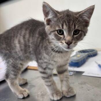 Rubble -  Domestic Short Hair Cat for Adoption in New York, New York - Rubble | PetCurious