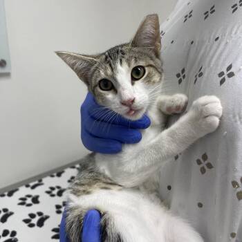 Bean -  Domestic Short Hair Cat for Adoption in Lakewood, California - Bean | PetCurious