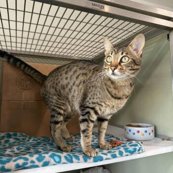 Rescue Savannah and Domestic Short Hair Cats for Adoption in Penn Yan, New York - Lucille | PetCurious