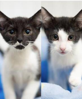 Juice & Jinx (Bonded Pair) -  Domestic Short Hair Cat for Adoption in Encinitas, California - Juice & Jinx (Bonded Pair) | PetCurious