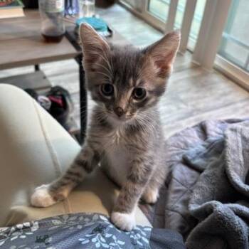 Thurston -  Domestic Short Hair Cat for Adoption in Pleasant Hill, California - Thurston | PetCurious
