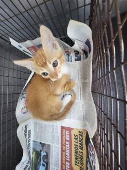 ROSALIE -  Domestic Short Hair Cat for Adoption in San Antonio, Texas - ROSALIE | PetCurious