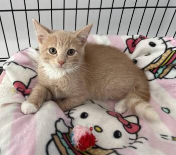 Ravi -  Domestic Short Hair Cat for Adoption in Seaford, New York - Ravi | PetCurious