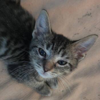 Curuba -  Domestic Short Hair Cat for Adoption in South Elgin, Illinois - Curuba | PetCurious