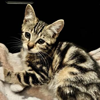 Harper -  Domestic Short Hair Cat for Adoption in Long Beach, California - Harper | PetCurious