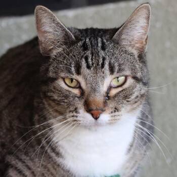 Rescue Domestic Short Hair Cats for Adoption in Tucson, Arizona - Monster | PetCurious