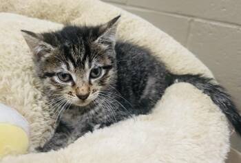 Lourdes -  Tabby and Domestic Short Hair Cat for Adoption in Seabrook, Texas - Lourdes | PetCurious