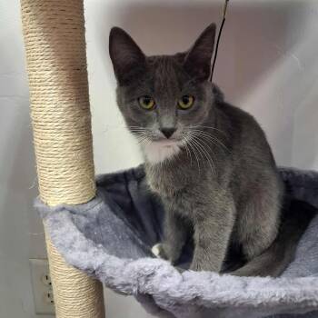 Rescue Domestic Short Hair Cats for Adoption in Roosevelt, Utah - Bumblebee | PetCurious