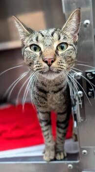 ELMER -  Domestic Short Hair Cat for Adoption in Fort Lauderdale, Florida - ELMER | PetCurious