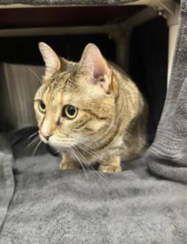 COCO PUFF -  Domestic Short Hair Cat for Adoption in Derwood, Maryland - COCO PUFF | PetCurious