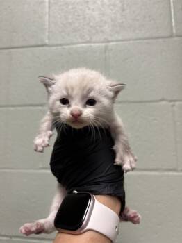 Rescue Domestic Short Hair Cats for Adoption in Thousand Palms, California - ELSA | PetCurious