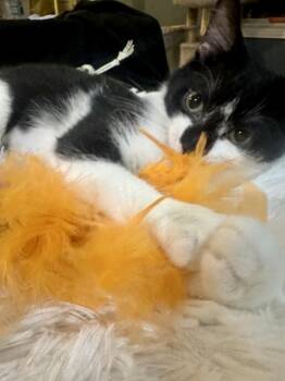 Porsche -  Domestic Short Hair Cat for Adoption in Loveland, Ohio - Porsche | PetCurious